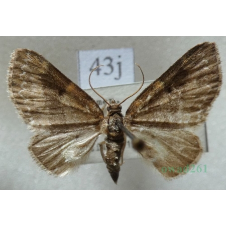 Pterapherapteryx sexalata (Retzius, 1783) Płatynka wierzbówka Slovakia43j